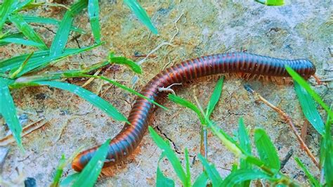  Centipede Millipede: A Wonderful Creature With Hundreds Of Legs And An Appetite For Decay!