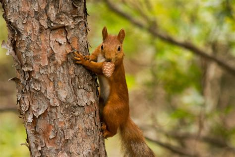  Eichhörnchen! Verspielt und flink – ein wahrer Meister der Baumkronenakrobatik