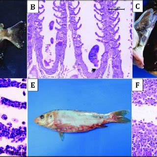  Ichthyophthirius multifiliis: Eine flüsternde Epidemie im Wasserreich!