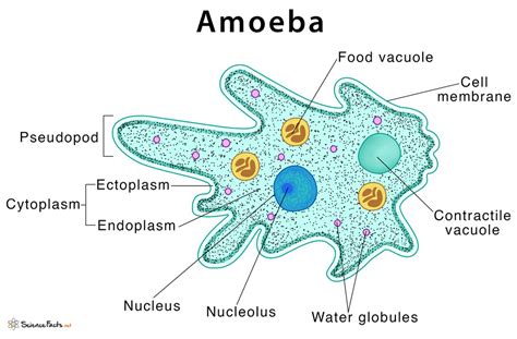  Jubileeuum Amoeba: Entdeck den faszinierenden Tanz der Einzelzelle!