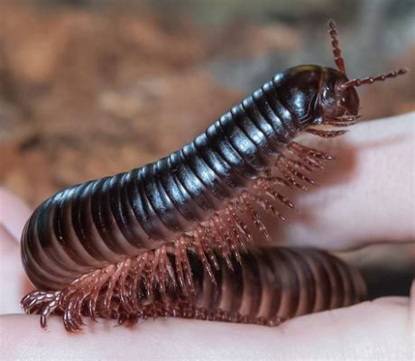 Millipede: Ein faszinierendes Tausendfüßler-Tier mit einem bemerkenswerten Talent für die Regeneration von Körperteilen!