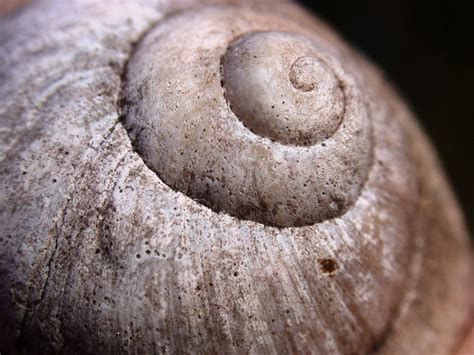  Osterreicher: Ein faszinierendes Weichtier mit einer Panzerung aus Kalk und einem Leben voller Abenteuer!