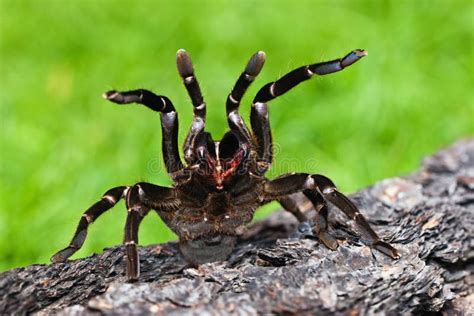  Tarantel - Eine flinke Jägerin mit acht Beinen und einem unwiderstehlichen Charme!