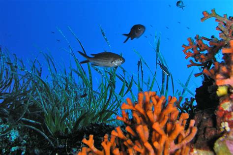  Weitgehender Weichkorallenpolyp: Ein Blick auf den faszinierenden Lebenszyklus einer marinen Schönheit!