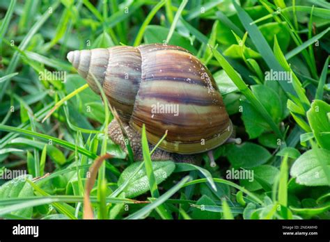  Achatina: Kann dieser flinke Freund aus Afrika mehr Schneckenhaus tragen als er essen kann?