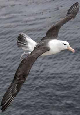  Albatros – Ein Meister des Windes mit einer Vorliebe für fernes Fischwasser!