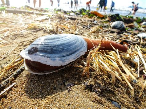  Geoduck: Ein unglaubliches Meeresgetier mit faszinierenden Filtrationsfähigkeiten und einem außergewöhnlichen Lebensraum!