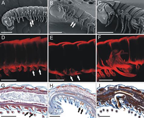  Juliform Millipede: Discover its Unique Underground World Filled with Delightful Detritus!