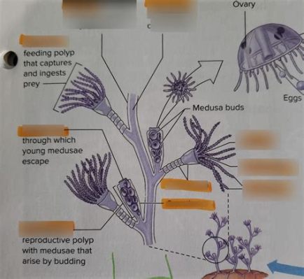  Krampen-Hydroid: Eine faszinierende Studie über den schwimmenden Jäger der Ozeane!