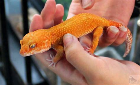  Leopardgecko: Ein faszinierendes Reptil mit leuchtenden Farben und einer Vorliebe für Insekten!