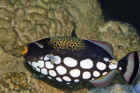  Queen Triggerfish! Ein Meister der Tarnung mit einem unwiderstehlichen Charme