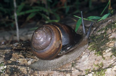  Queensland Quandong Snail: Eine farbenprächtige Kreatur mit einem unwiderstehlichen Appetit!