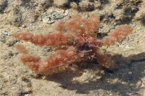  Queensland Sea Plume: Ein farbenprächtiger Lebensraum für kleine Lebewesen, der sich wie ein fließender Garten auf dem Meeresgrund präsentiert!