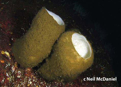  Rhabdocalyptus Dawesi: Ein Schwamm mit einem unfassbaren Appetit für winzige Lebewesen und Mikroorganismen im tiefen Ozean!