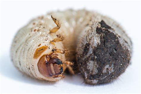  Rosenkäfer: Ein faszinierendes Insekt mit funkelnden Flügeldecken und einem unbezwingbaren Appetit auf Pollen!