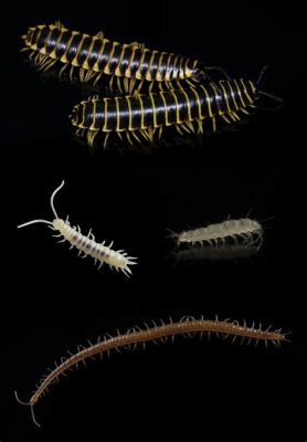  Wühler! Ein faszinierendes Myriapode mit einer Vorliebe für dunkle Verstecke und leckeres Aas