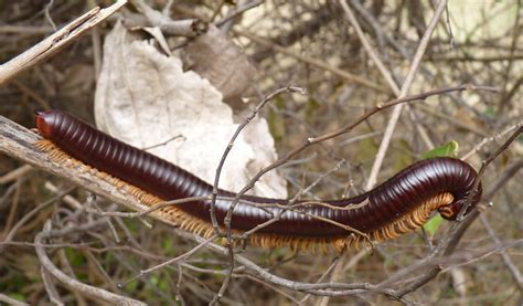  Yucca Millipede: A Masterful Builder Who Wears Its Home!